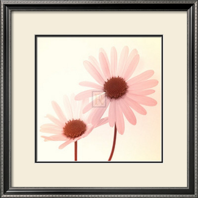 Daisy Ii by Katja Marzahn Pricing Limited Edition Print image