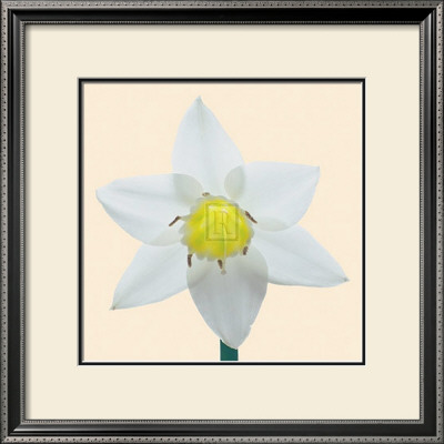 Bloom I by Max Carter Pricing Limited Edition Print image