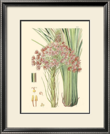 Floral Passion Iii by Samuel Curtis Pricing Limited Edition Print image