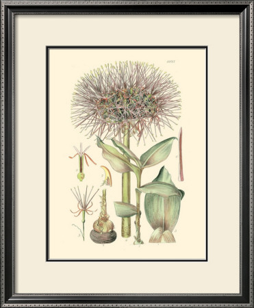 Floral Passion I by Samuel Curtis Pricing Limited Edition Print image