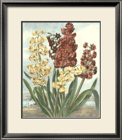 Thorton's Botanical Iv by Charles Francois Sellier Pricing Limited Edition Print image