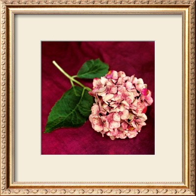 Pink Hydrangea by Celine Sachs-Jeantet Pricing Limited Edition Print image