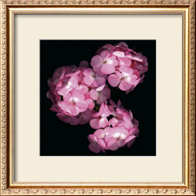Floral Illusion Ii by Diane Lucas Pricing Limited Edition Print image