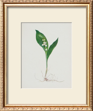 Lily Of The Valley by Moritz Michael Daffinger Pricing Limited Edition Print image