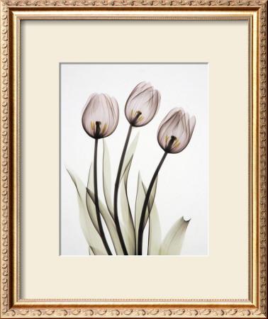 Tulipa I by Albert Koetsier Pricing Limited Edition Print image