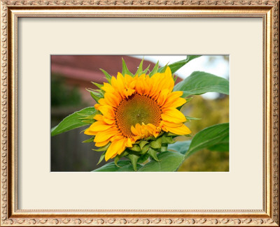Sunflower by Antonia Illsley Pricing Limited Edition Print image