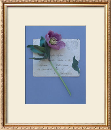 Emma's Garden Helleborus by Deborah Schenck Pricing Limited Edition Print image