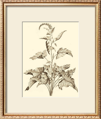 Sepia Munting Foliage Ii by Abraham Munting Pricing Limited Edition Print image