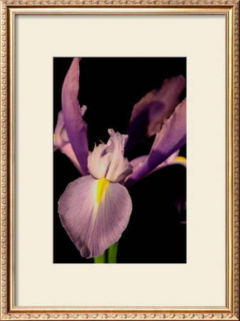 Sweet Iris I by Renee Stramel Pricing Limited Edition Print image