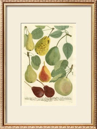Plentiful Pears I by Johann Wilhelm Weinmann Pricing Limited Edition Print image