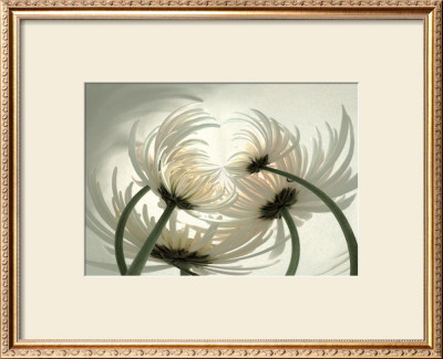 Spider Mums Ii by Huntington Witherill Pricing Limited Edition Print image
