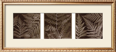 Ferns Mix Ii by Steven N. Meyers Pricing Limited Edition Print image