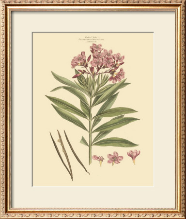 Blushing Pink Florals Iii by John Miller (Johann Sebastien Mueller) Pricing Limited Edition Print image