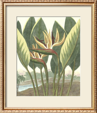 Thorton's Botanical Iii by Charles Francois Sellier Pricing Limited Edition Print image