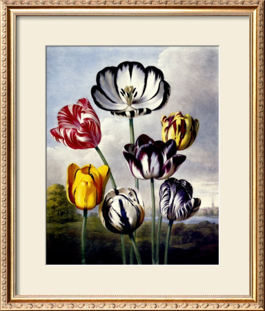 Tulips by Dr. Robert J. Thornton Pricing Limited Edition Print image