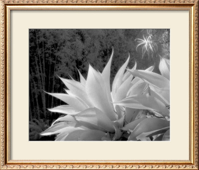 Flora Exotica X by John Kasinger Pricing Limited Edition Print image