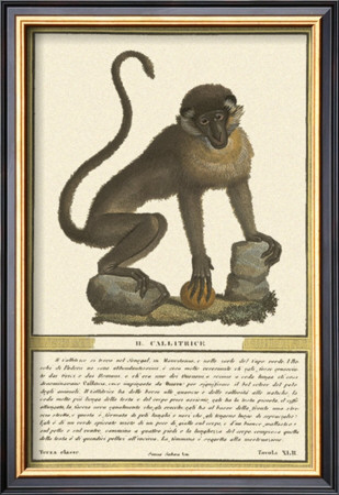 Monkey I by Tavola Pricing Limited Edition Print image
