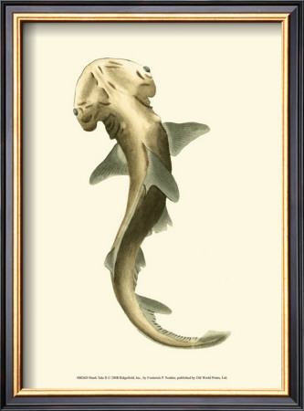 Shark Tale Ii by Frederick P. Nodder Pricing Limited Edition Print image