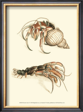Hermit Crabs I by Frederick P. Nodder Pricing Limited Edition Print image