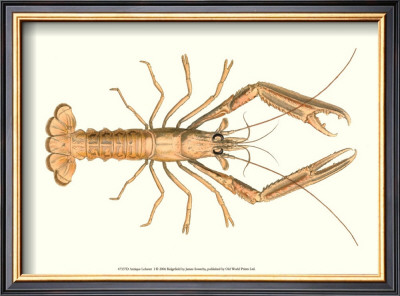 Antique Lobster I by James Sowerby Pricing Limited Edition Print image