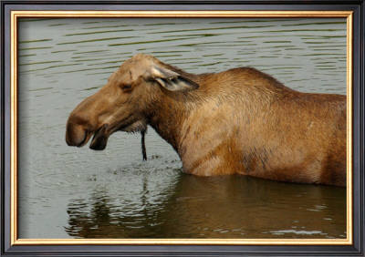 Moose Snack Time by Charles Glover Pricing Limited Edition Print image