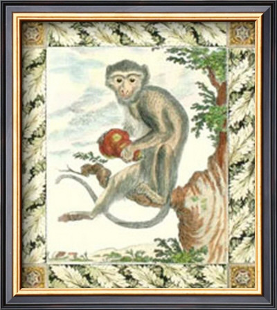 Rhesus Macaque Monkey by Georges-Louis Buffon Pricing Limited Edition Print image