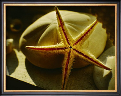 Starfish Ii by Philip Clayton-Thompson Pricing Limited Edition Print image