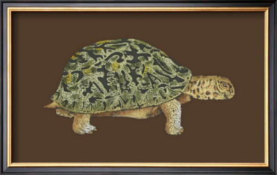 Tortoise Collector Iii by Chariklia Zarris Pricing Limited Edition Print image