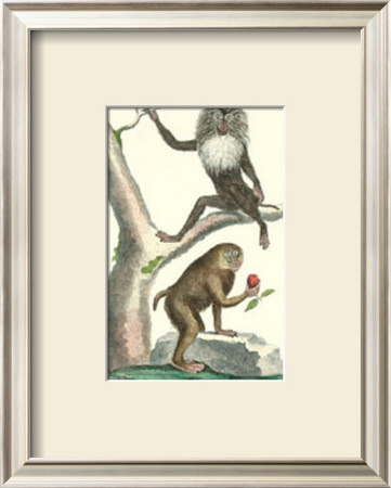 Papion And Oanderou Monkeys by Daniel Diderot Pricing Limited Edition Print image