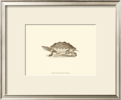 Sepia Turtle Ii by J. H. Richard Pricing Limited Edition Print image
