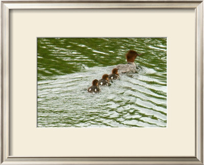 Lessons From Mother Duck by Charles Glover Pricing Limited Edition Print image