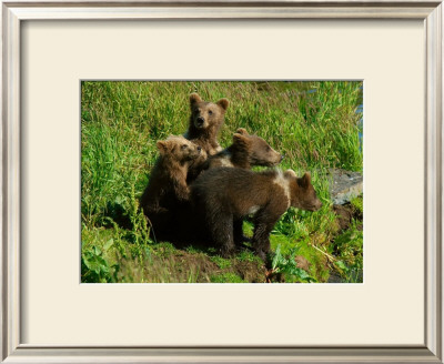 Alaska Kodiak Bear Cubs by Charles Glover Pricing Limited Edition Print image