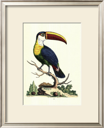 The Bill Bird by George Edwards Pricing Limited Edition Print image