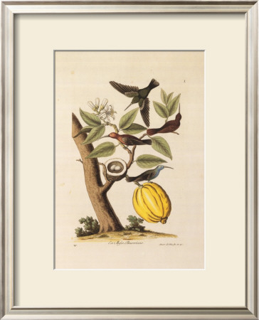 Hummingbirds by George Wolfgang Knorr Pricing Limited Edition Print image