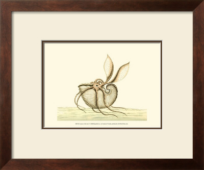 Creatures Of The Sea V by Frederick P. Nodder Pricing Limited Edition Print image