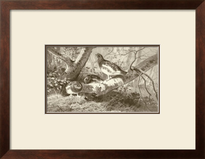 Ryper by Archibald Thorburn Pricing Limited Edition Print image