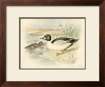 Golden Eye by F.W. Frohawk Pricing Limited Edition Print image