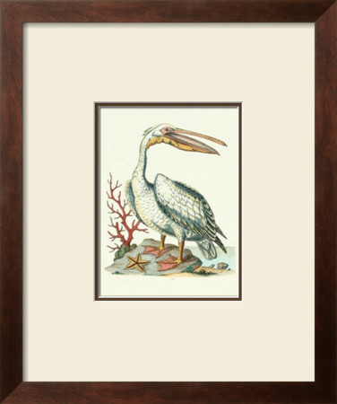 Pelican And Starfish by Sydenham Teast Edwards Pricing Limited Edition Print image