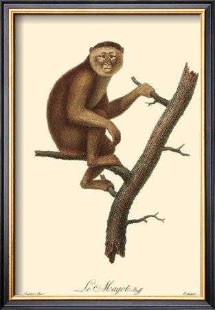 Monkeys: Le Magot by Jean-Baptiste Audebert Pricing Limited Edition Print image