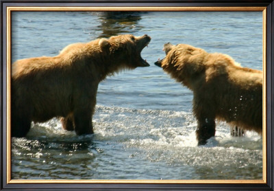 Kodiak Bear Alaska Conversation by Charles Glover Pricing Limited Edition Print image