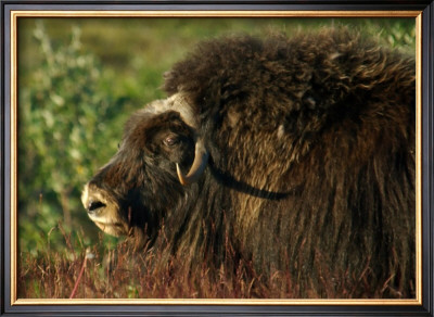 Musk Ox Bull by Charles Glover Pricing Limited Edition Print image