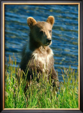 Kodiak Bear Cub by Charles Glover Pricing Limited Edition Print image