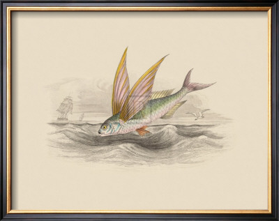 Flying Fish Ii by Anonymous Pricing Limited Edition Print image