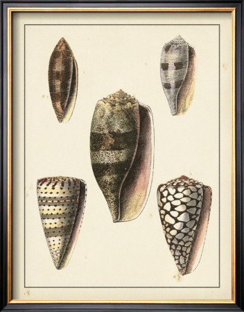 Antique Shells Iv by Denis Diderot Pricing Limited Edition Print image