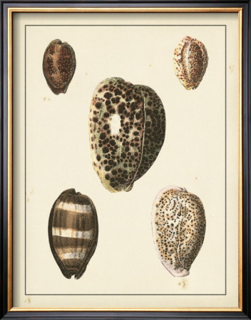 Antique Shells Iii by Denis Diderot Pricing Limited Edition Print image