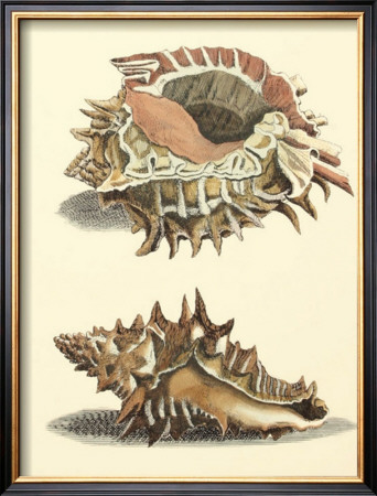 Antiquarian Shells Ii by Filippo Buonanni Pricing Limited Edition Print image