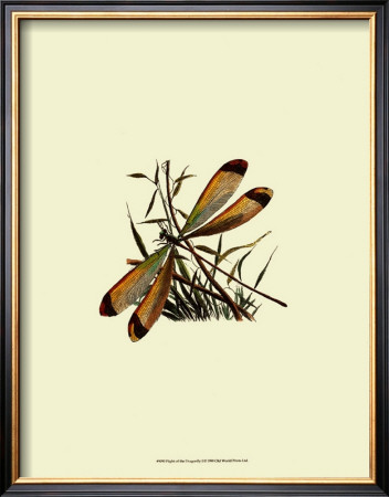 Flight Of The Dragonfly I by Kayla Boekman Pricing Limited Edition Print image