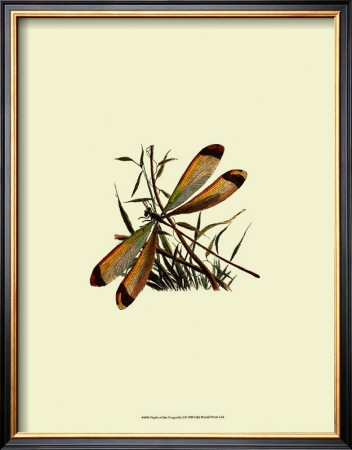 Flight Of The Dragonfly I by Kayla Boekman Pricing Limited Edition Print image