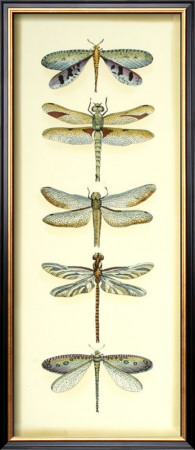 Dragonfly Collector I by Chariklia Zarris Pricing Limited Edition Print image