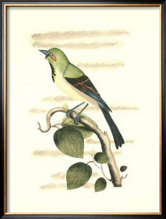 Traditional Shaw Bird Iv by George Shaw Pricing Limited Edition Print image